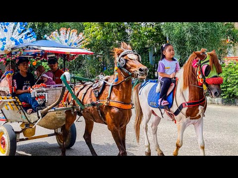 NAIK KUDA | KUDA DELMAN - KUDA | HORSE