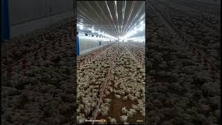 Ec poultry farm 25 k capacity #ecpoultry #poultry #livestockfarm #ecpoultryfarm #chicken #broiler