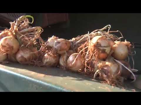 Campesinos de Güira de Melena aprovechan la fertilidad de sus tierras