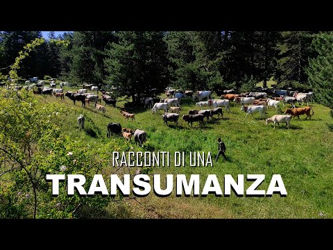 Campana CS - Transhumance from the valleys of Sila Greca to the Sila plateaus | History of Calabria