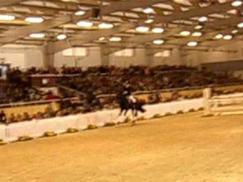 Ribery Gold - Hengstschau Aachen 2010