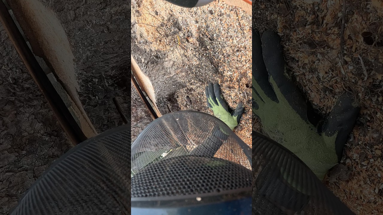 【楠の伐採】ラフター伐採 #shorts #automobile #woodworking #伐採 #chainsaw