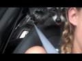 Furry Vengeance Animals