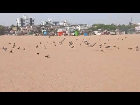 Birds fly at Besant nagar beach chennai