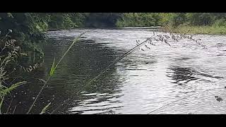 River Moy at Oldcastle June 29th at 12 noon.