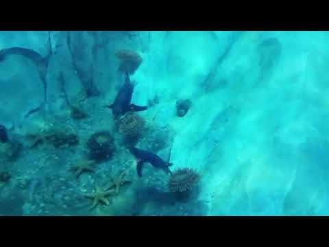 Penguins Swimming Detroit Zoo feb 1 2023