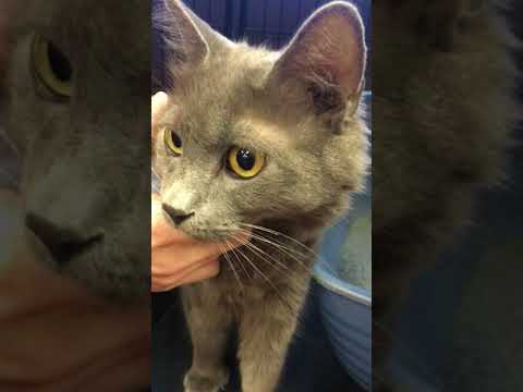 Video of adoptable pet named Whitney-Polydactyl