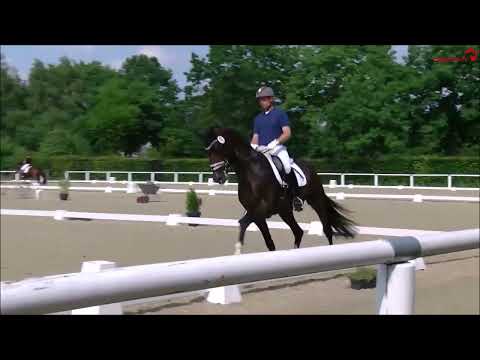 Zakaria & Mike Habermann -  1. Sichtung zur WM der jungen Dressurpferde 2023