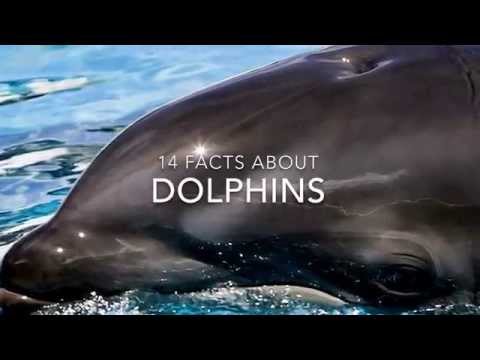 イルカの事実。イルカについての14の事実 (Dolphin Facts: 14 facts about Dolphins)