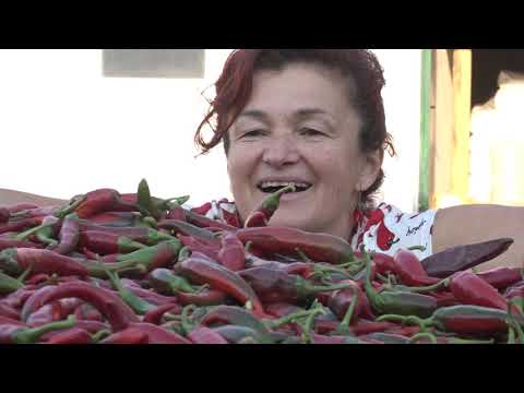 Naša priča ep. 172 07.12.2018. - Organska paprika, Telečka, Sombor