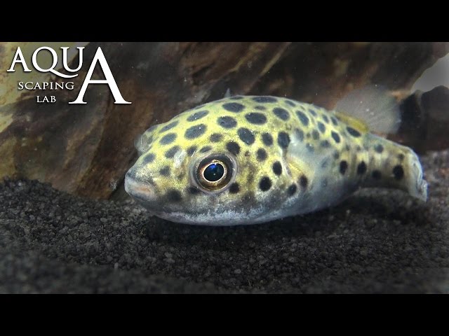 Aquascaping Lab - Green Spotted Dwarf Pufferfish, Tetraodon fluvialitis description / pesce palla