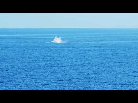 Thumbnail for Pacific Encounter Watching the Whales