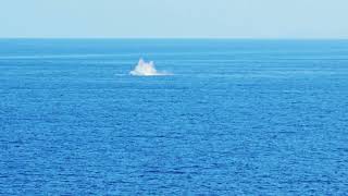 Pacific Encounter Watching the Whales