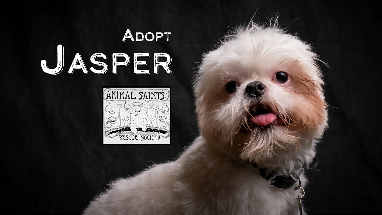 Enlarge Jasper, a Adoptable mixed breed in Fort Montgomery, NY video 6/6
