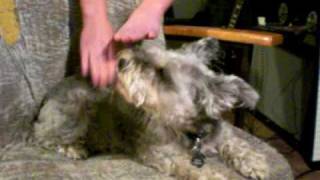 Itchy Dog Thumpin to Nellie McKay