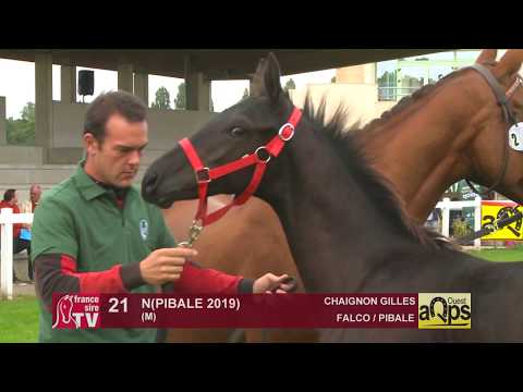 Show AQPS 2019 : Lot 21 - N(PIBALE 2019)