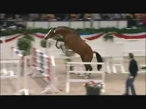 CASCADELLO: Holstein stallion da Casall La Silla, www.equine-evolution.com stallone da monta