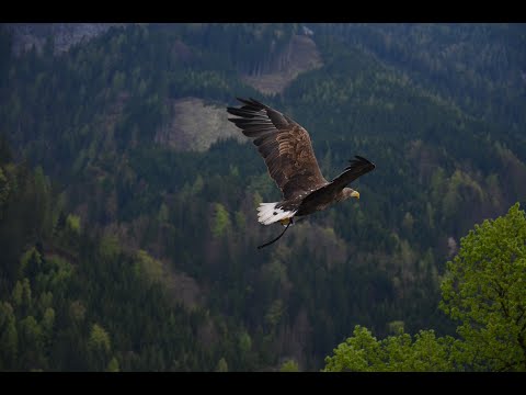 ORLI  | Samotář | Živly | Využití nepřízně | Zápas | Vznešenost