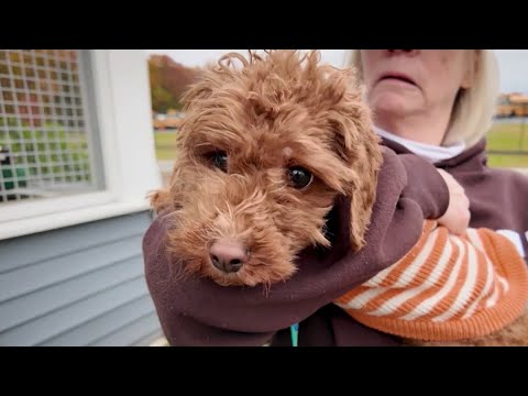 Pause in SNAP benefits leaving pet owners struggling to feed their furry friends