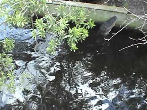 YouTube Video iL6JLHmTt-o