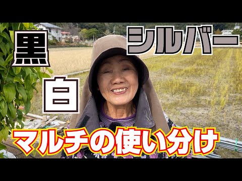 春になったら古いマルチを取り除いたほうがいいですか？いつ取り除くべきですか？