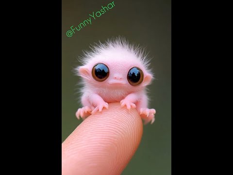 Laugh and be happy with Funny Yashar.