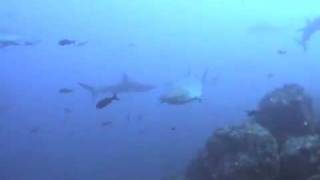 Jeb diving in Galapagos