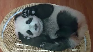 preview picture of video 'Panda baby Bifengxia 　熊猫　パンダ　碧峰峡'