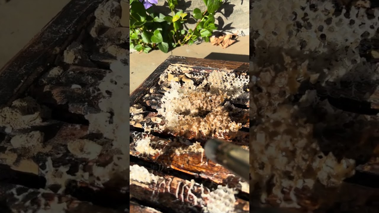 Preparing to reopen the beehives