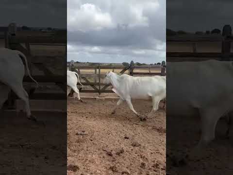 ➡️ *PROMOÇÃO 12 Vacas Nelores: 3.750 reais cada em Ceará-Mirim/ RN. Whatsapp 84 99810 2784* #gado