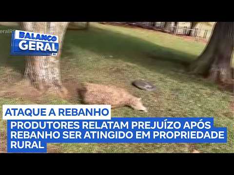 Ataque de cães deixa dezenas de ovelhas mortas no norte do estado