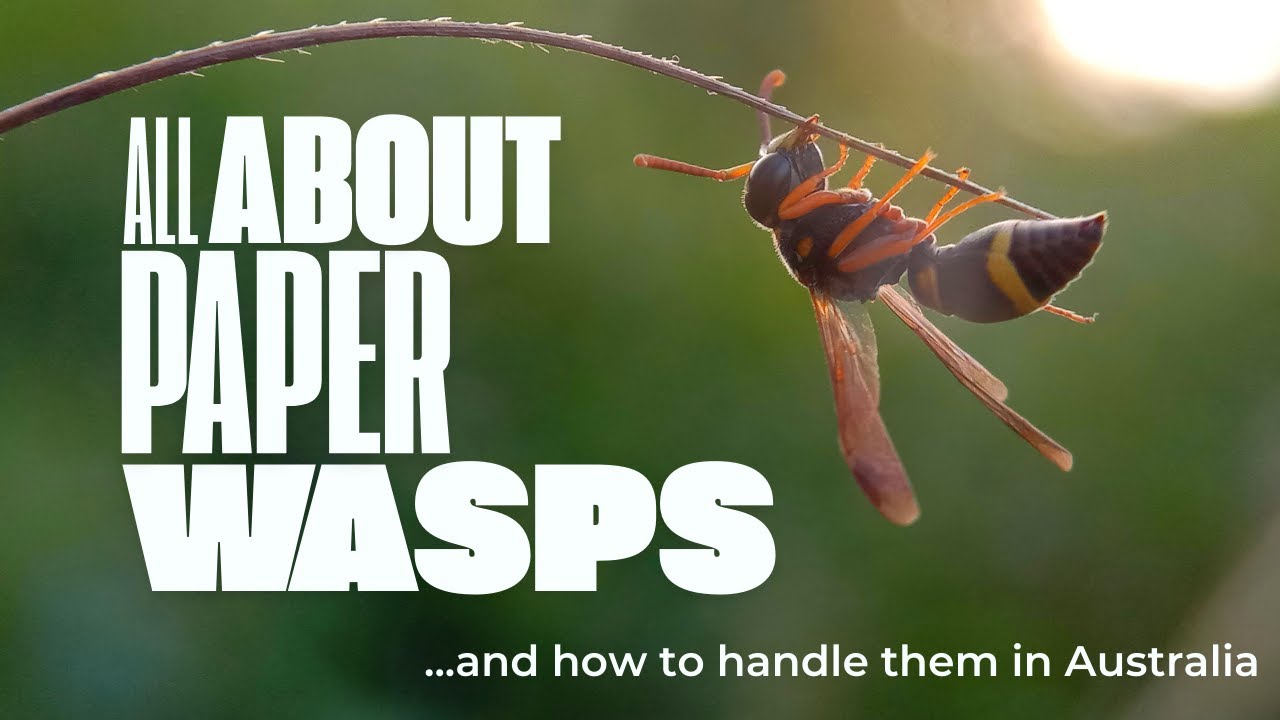 All About Paper Wasps: How to Handle Them in Australia