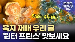 통영서 재배한 우리 귤 '윈터 프린스' 맛보세요 (2025.11.26/뉴스데스크/MBC경남)