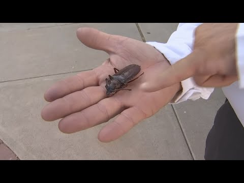 Palo Verde beetles return with the humidity