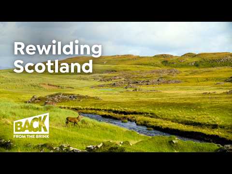 How to Bring Wilderness Back to Scotland | Rewilding Stories | 4K Nature