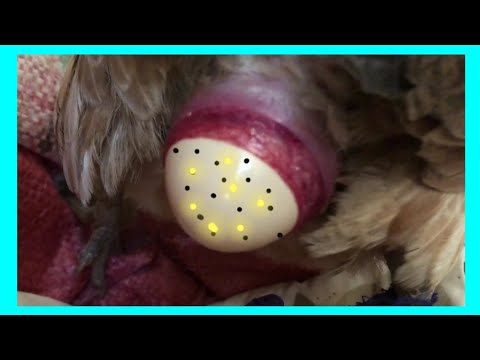 How Do Chicken Lay Egg ? A Close-Up of the whole egg-laying process