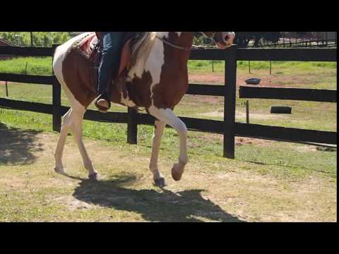 Transição do passo para a marcha batida classica