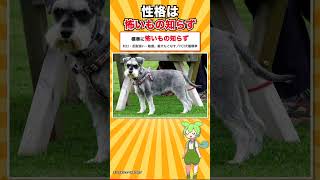 【犬種シリーズ #6】いちばん大きい兄とは、体重が10倍近く違います｜ミニチュア・シュナウザー