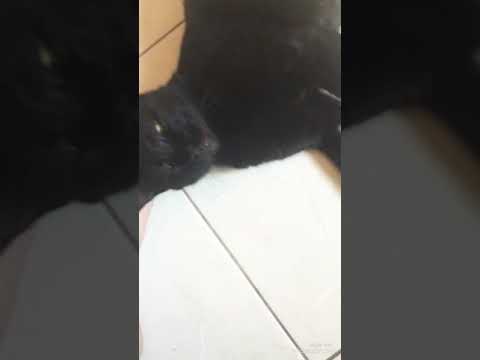 IT'S BLACKY! (Village cat and Persian)