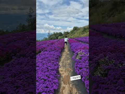 #거창가볼만한곳 #거창축제 #도착지까지멀다 멀어 ㅜ #주말주차난