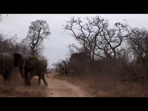 Young Bull Elephants Fighting   Sabi Sands 2 Sept 2015