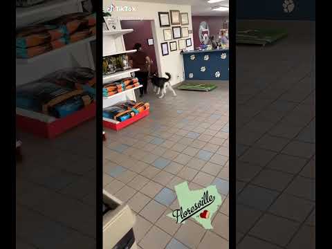 Why I Dread Taking My Husky to the Vet #vet