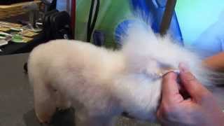 Dog grooming Stuffed animal expression