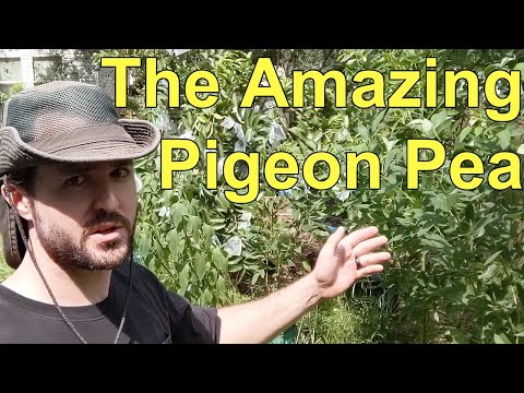Pigeon Peas: The First Plant In My Zone 9 North Florida Backyard Permaculture Food Forest