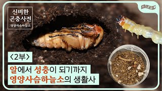 [교육]신비한 곤충사전_영양사슴하늘소 2편_알에서 성충이 되기까지 영양사슴하늘소의 생활사!!