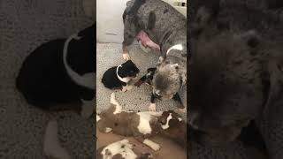 Olde English Bulldogge Puppies Videos