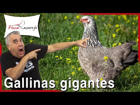 , title : '5 razas de GALLINAS GIGANTES 🐔😲'