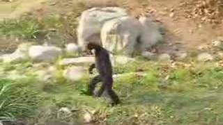 preview picture of video 'Hilarious Gibbon Ape (not actually a Monkey)'