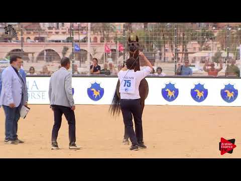 N.75 MINWAH - Menton 2018 - 4-6 Years Old Mares (Class 4)