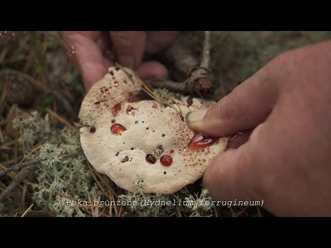 "Cilvēks ar grozu" - filma par latviešu sēņošanas kaislību